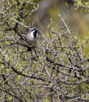 Black throated Sparrow 4857